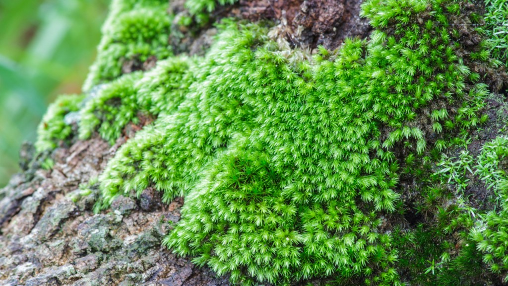 Fern moss in a natural setting