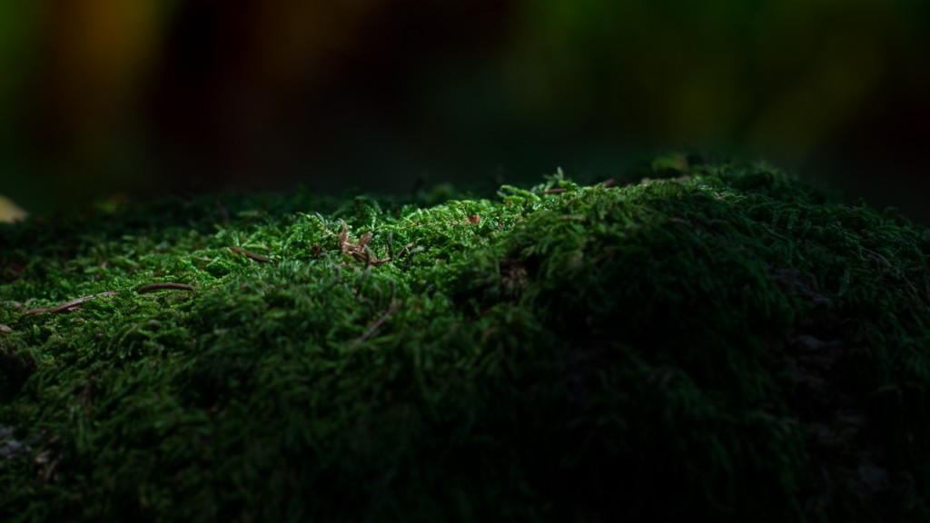 Moss growing in a dark moist area
