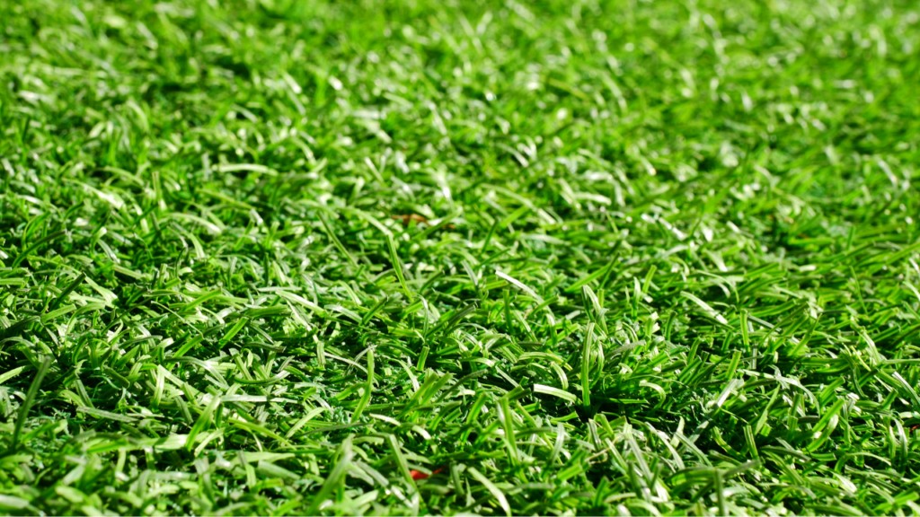 How to Make Bermuda Grass thicker and Greener