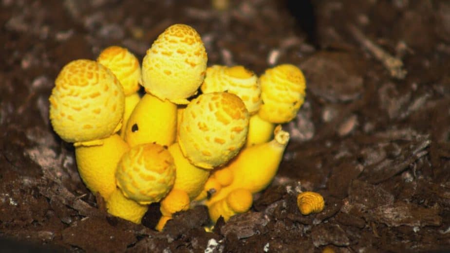 A bright yellow houseplant mushroom