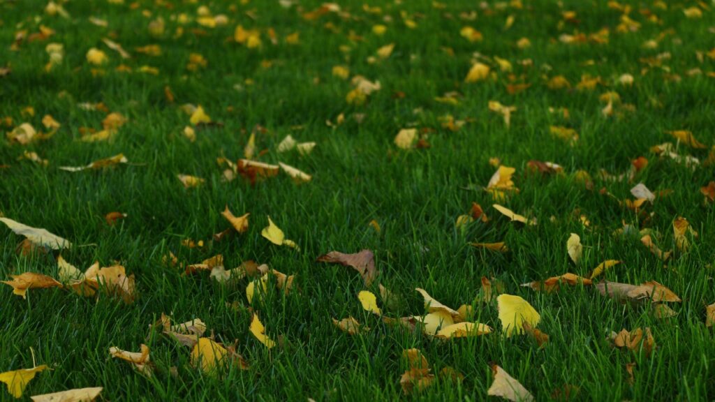 Grass with autumn leaves